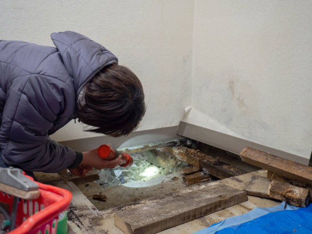 Best Mold Prevention Services  in Nellis Af, NV