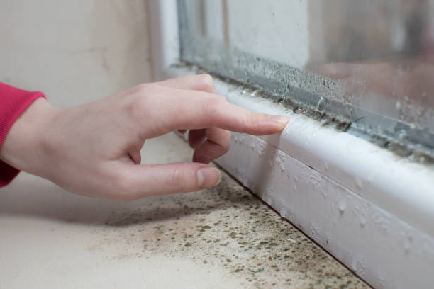 Best Basement Mold Removal  in Nellis Af, NV
