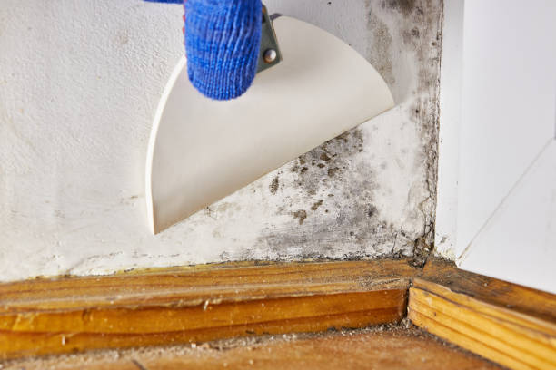 Best Basement Mold Removal  in Nellis Af, NV