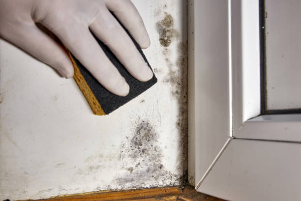 Best Environmental Consulting for Mold Prevention  in Nellis Af, NV